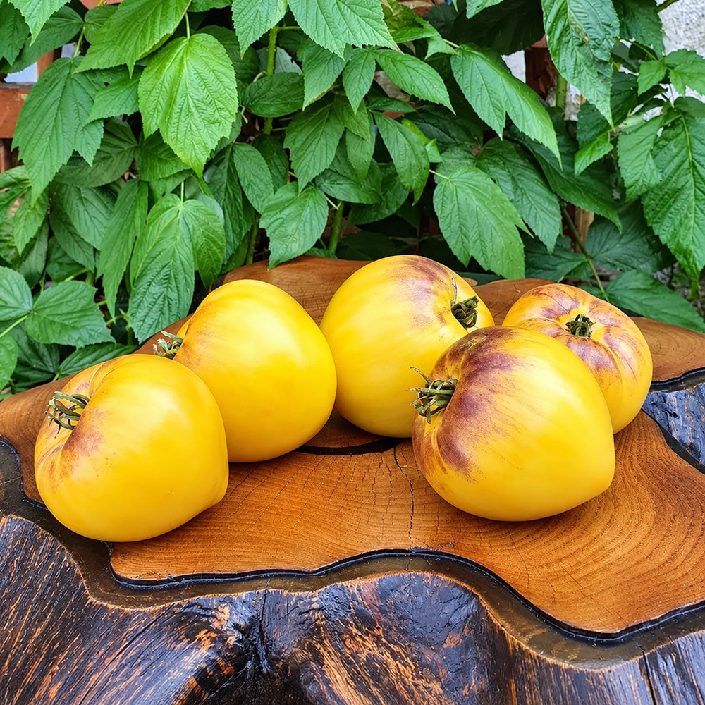 121 Sgt. Pepper's Yellow Tomato