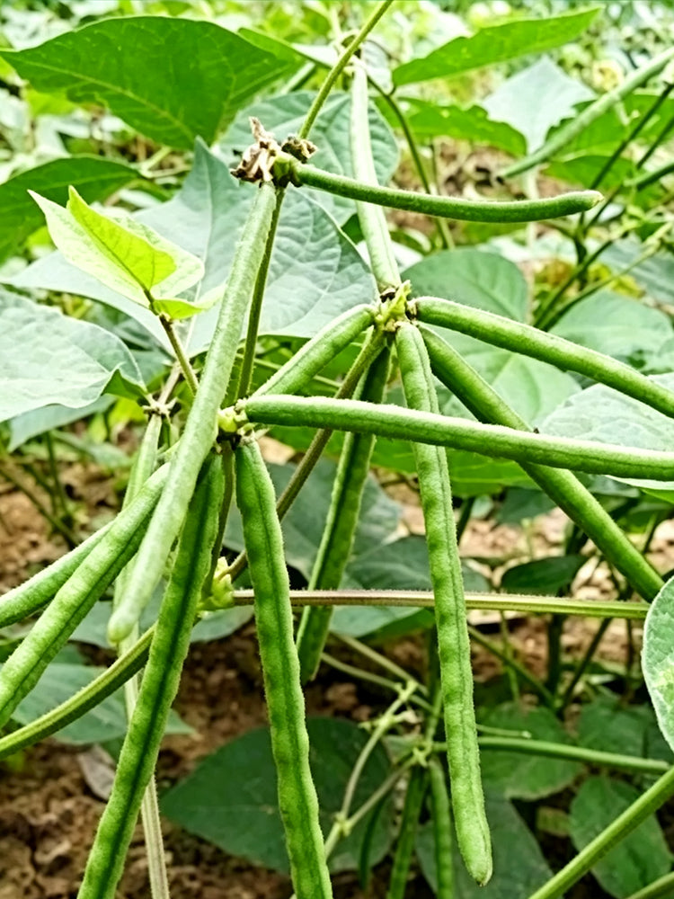 'Fenlüdou No.3' Mung Bean