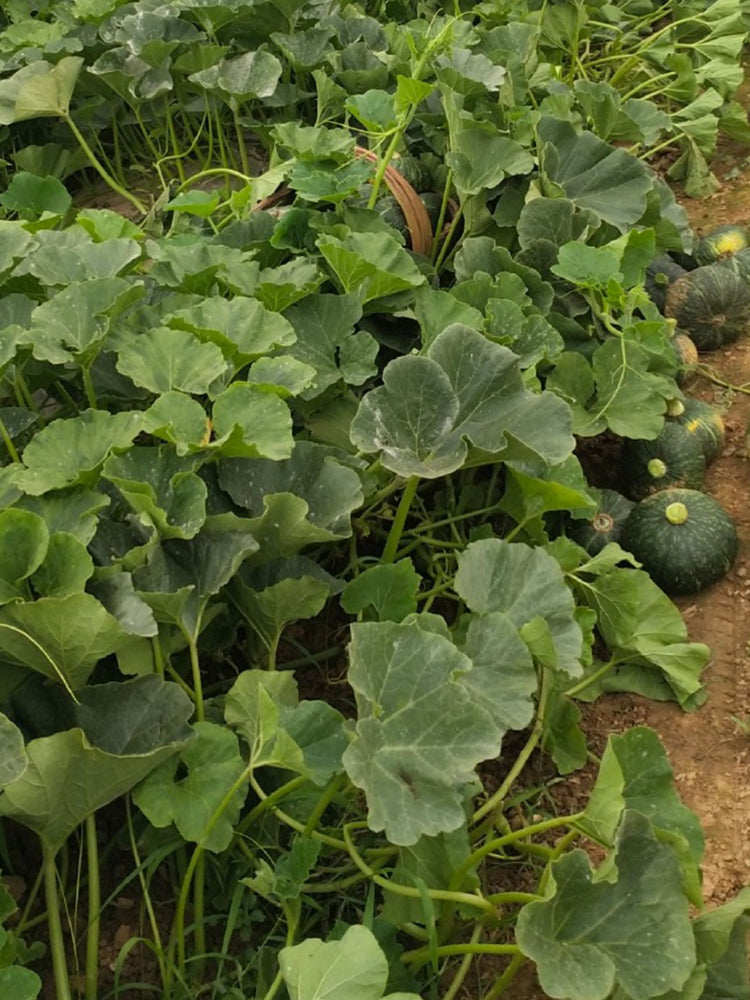 'Yi Nong Jin Li' Pumpkin