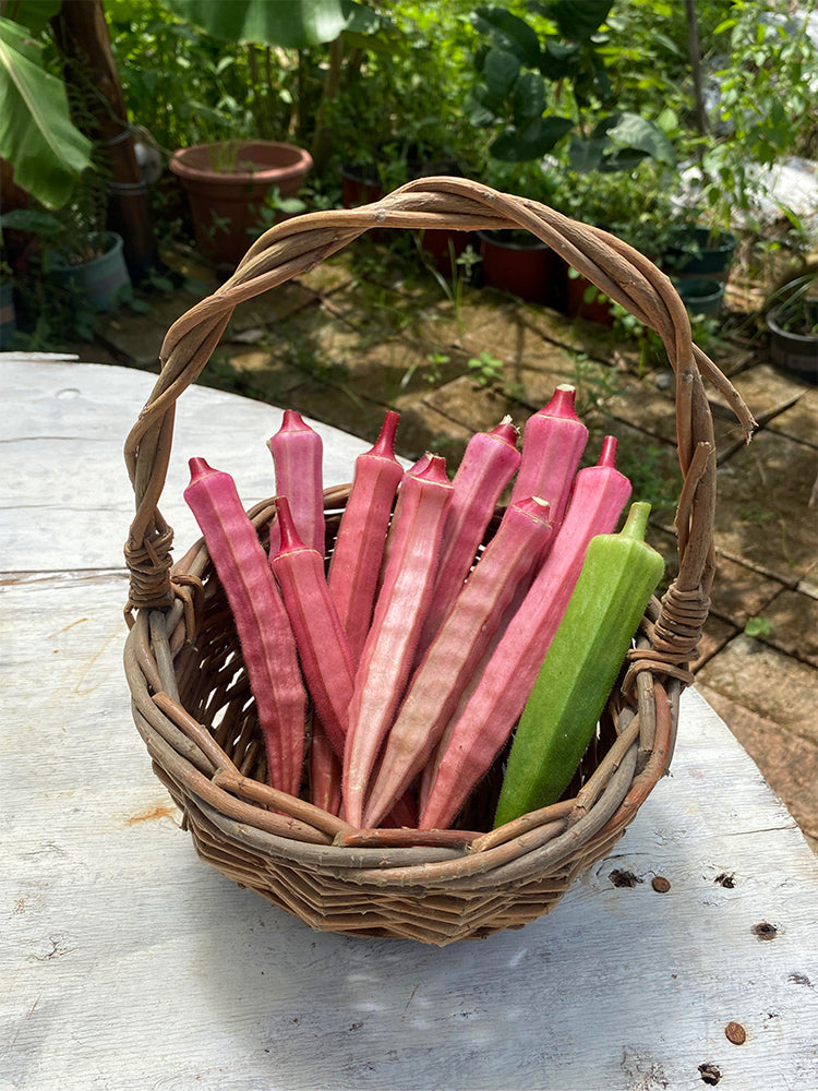 Jinfeng No.9 Red Okra