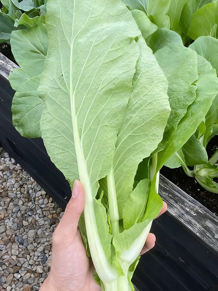 Jiemei Pak Choi Flowering Stem