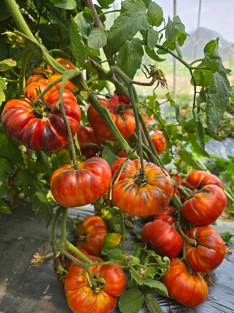 868 Brilliant Sun Tomato