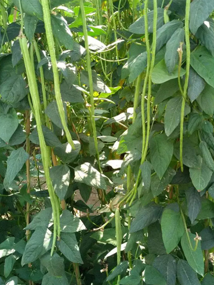 Ganzhimei Yardlong Beans