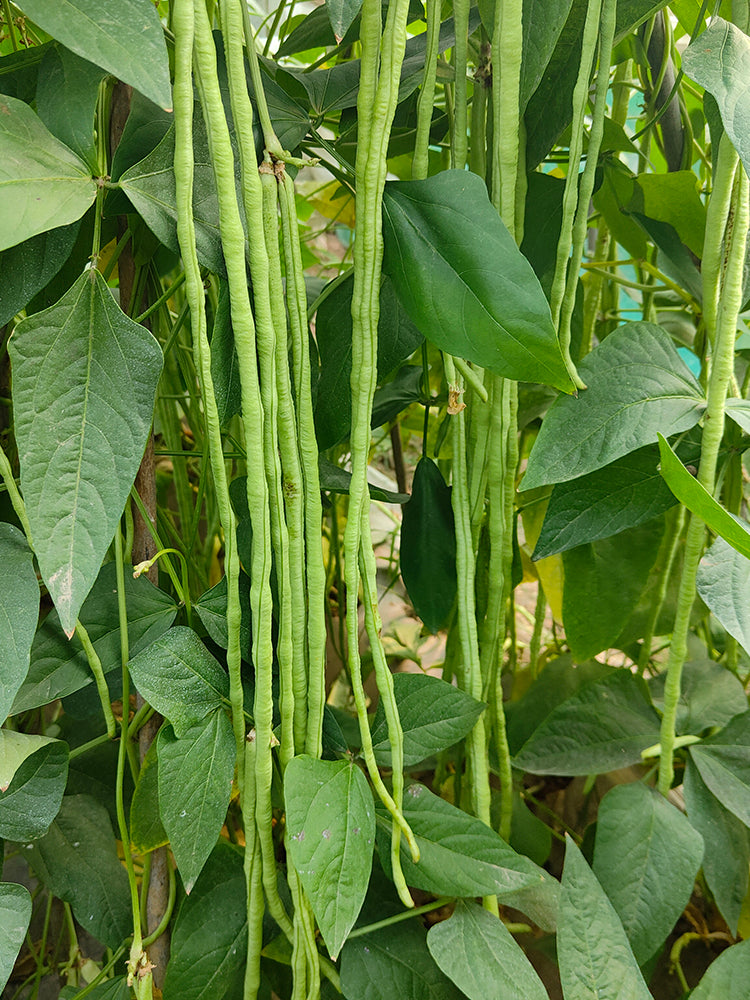 'Jiangshan Sijin' Cowpea