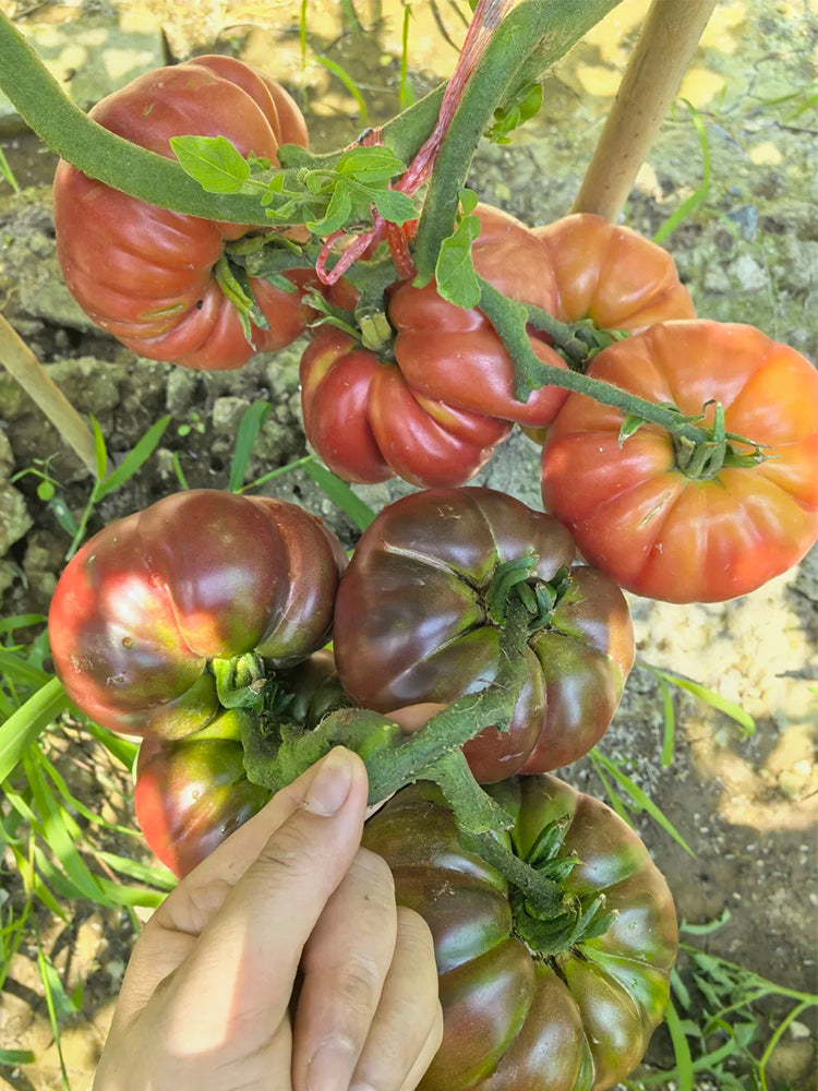 Cherokee Purple Tomato