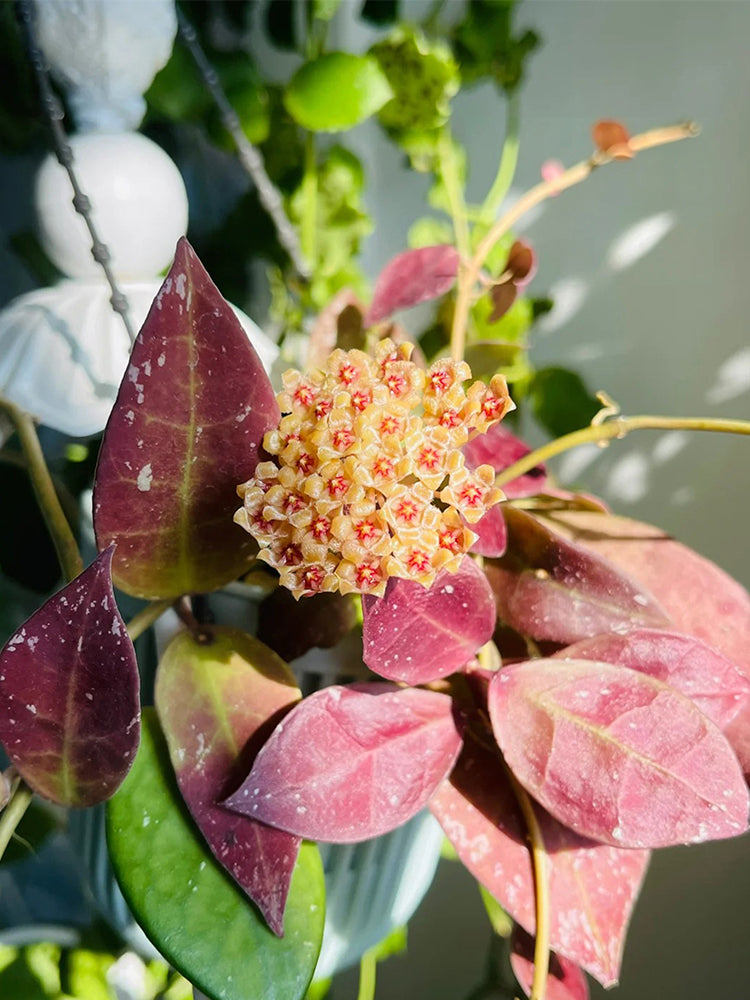 Hoya walliniana 'Dark Leaf Splash' Unrooted Stem Cuttings