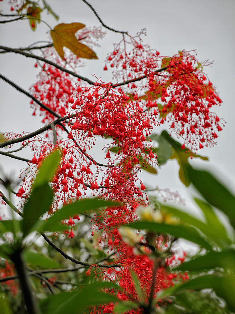 Illawarra Flame Tree