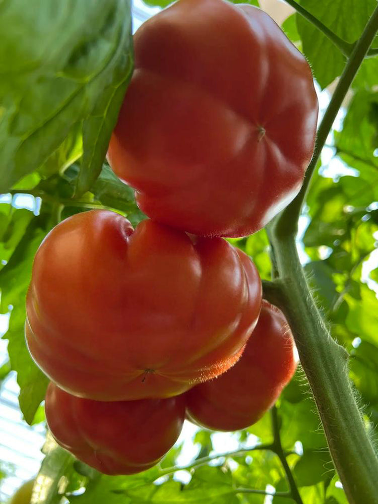 Giant Steak Tomato