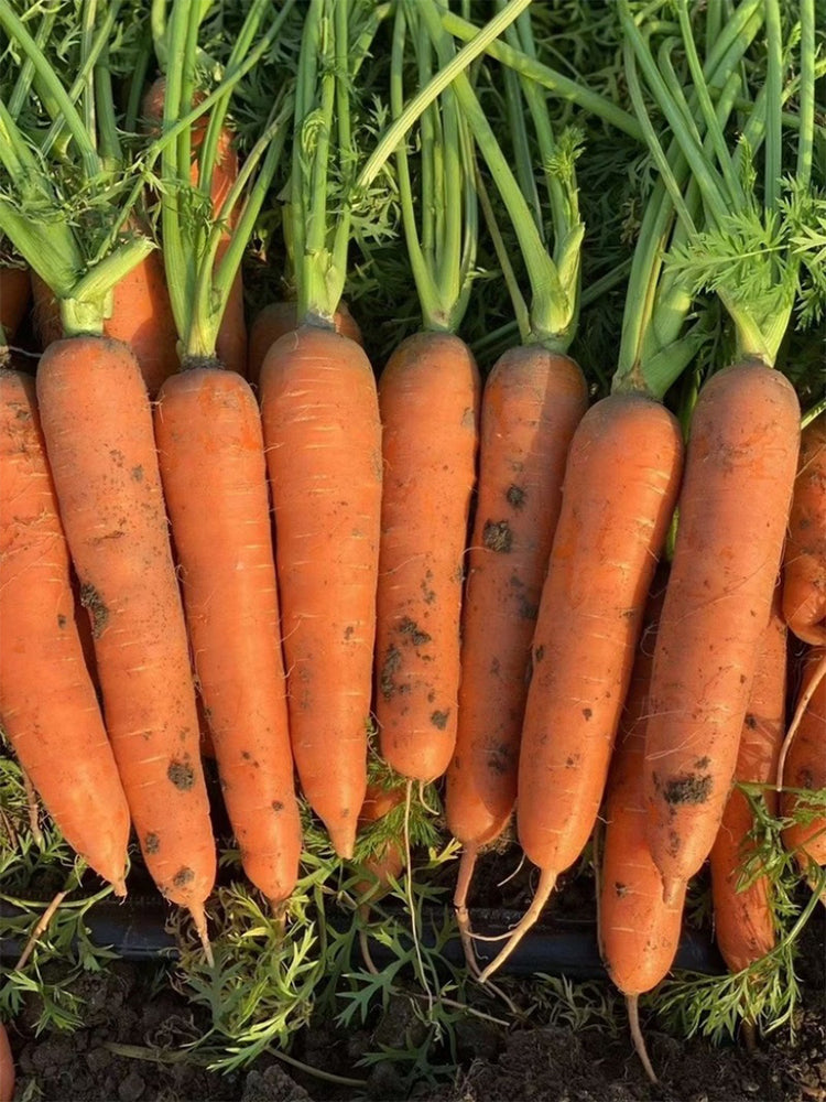 'Xiumei Hongbacun' Carrot