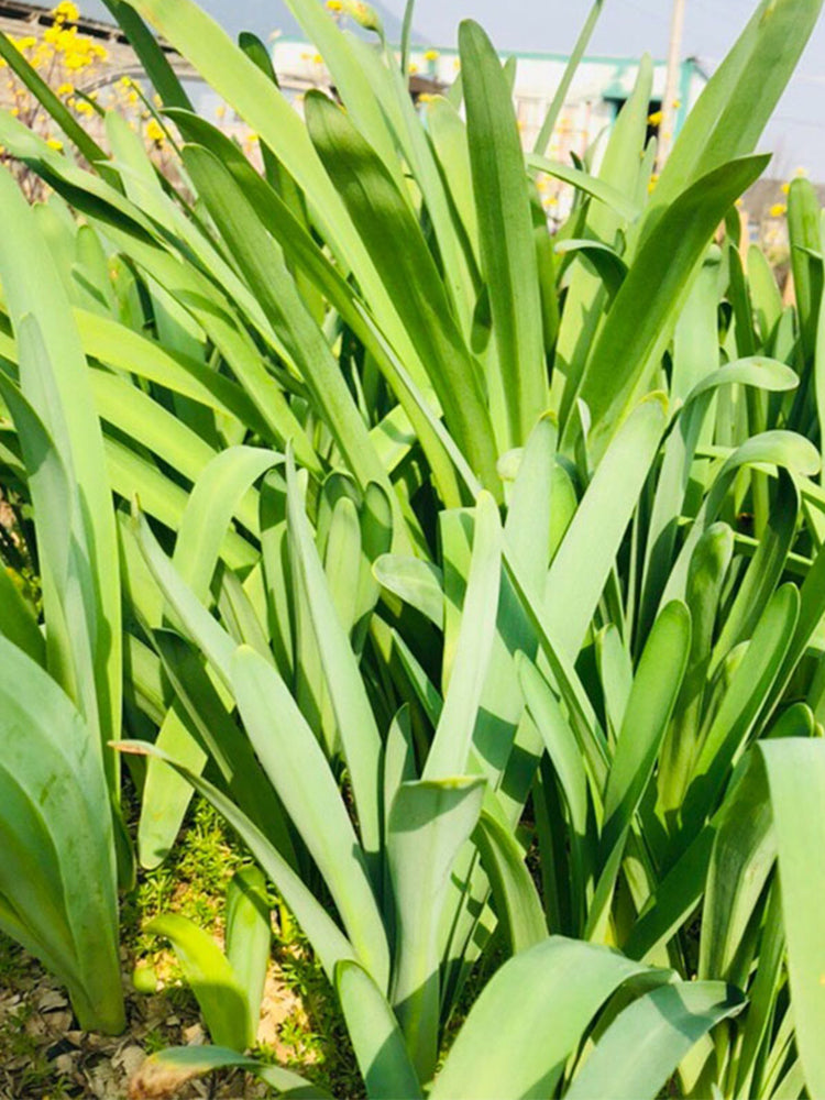 Long-Tube Lycoris
