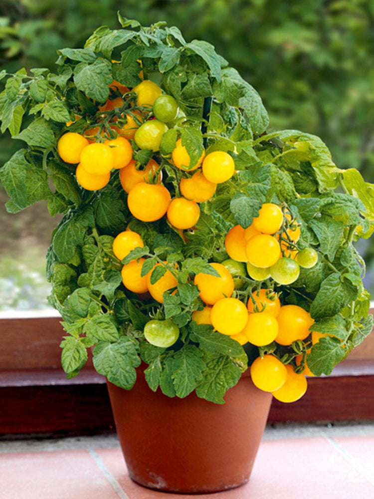 Potted Dwarf Yellow Tomato