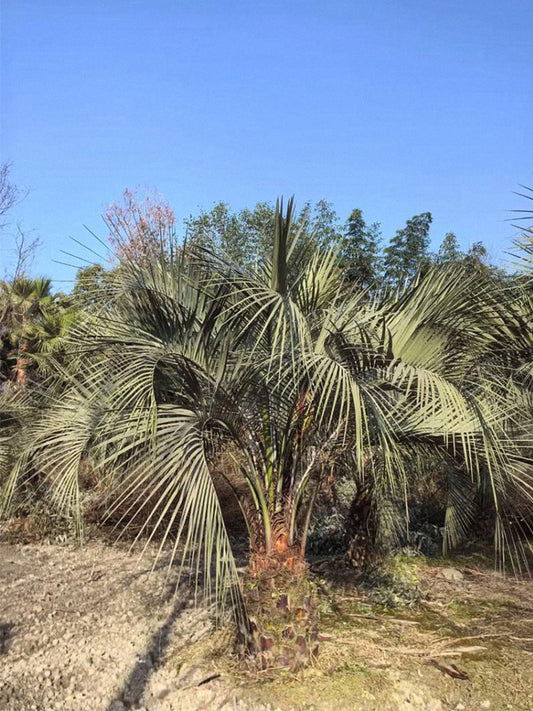 Jelly Palm (Butia odorata)