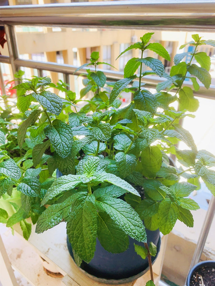 Spearmint (Mentha spicata L.)