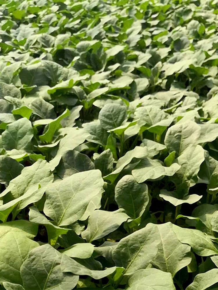 Tuolubamu Eggplant Rootstock