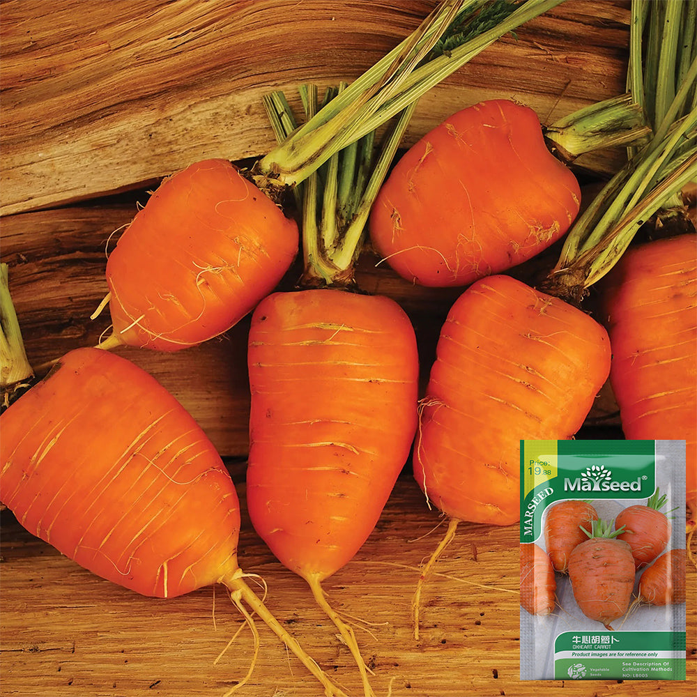 U2225 Oxheart Carrot