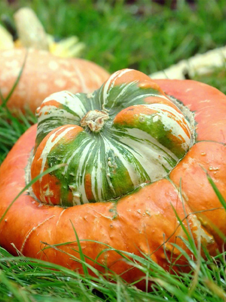 Hezhichun Turk's Turban Pumpkin