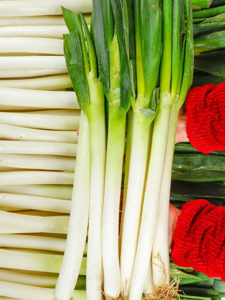 Zhangqiu Green Onion