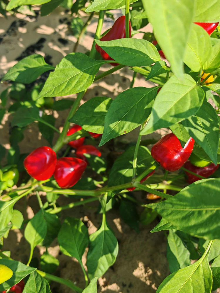 Spicy Aromatic Jar Pepper