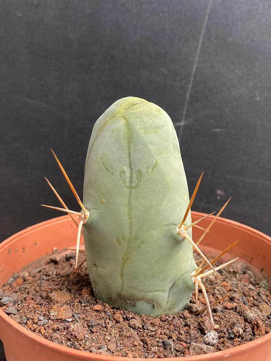 Echinopsis lageniformis f. monstruosa