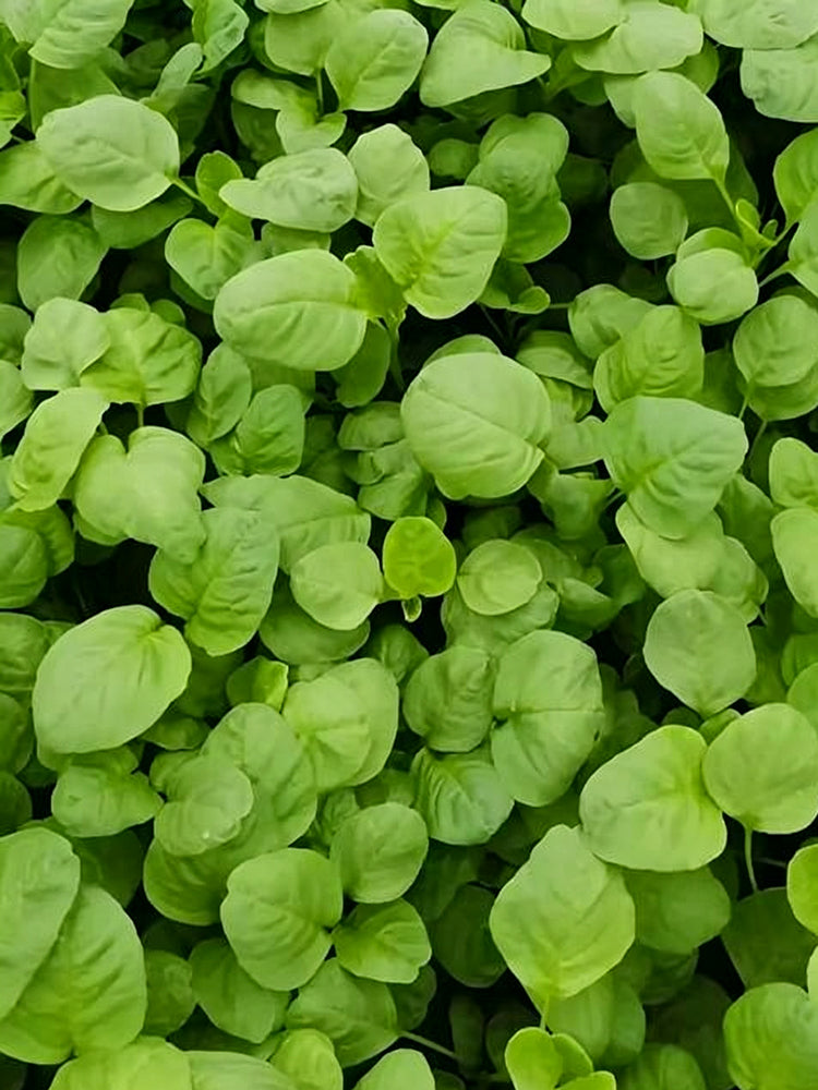 Green Round Leaf Amaranth
