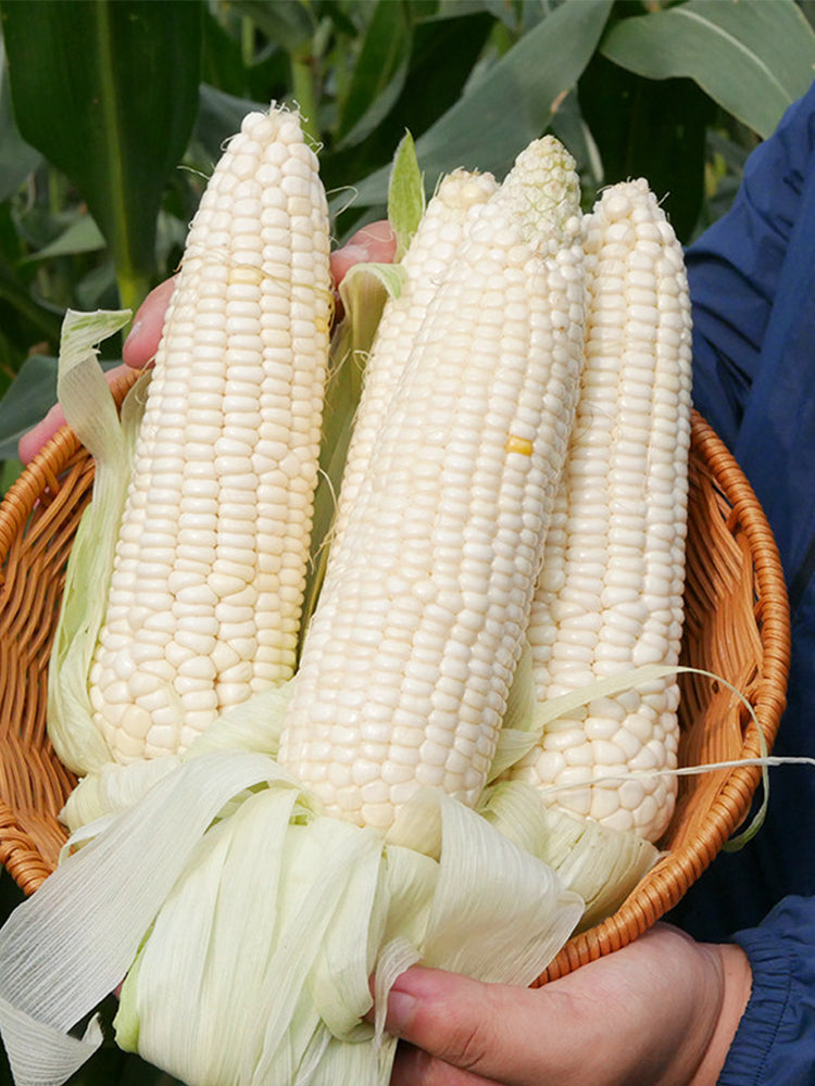Aotiannuo 75 Sweet Waxy Corn