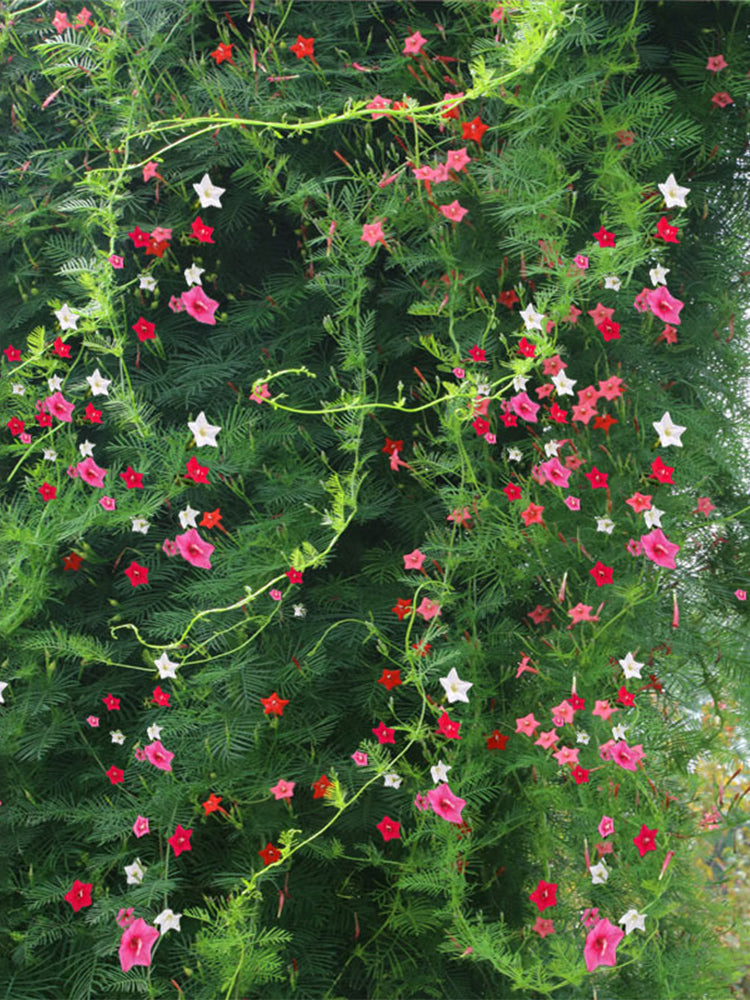 Hezhichun Cypress Vine