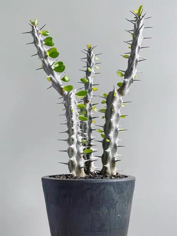 Alluaudia montagnacii Succulent