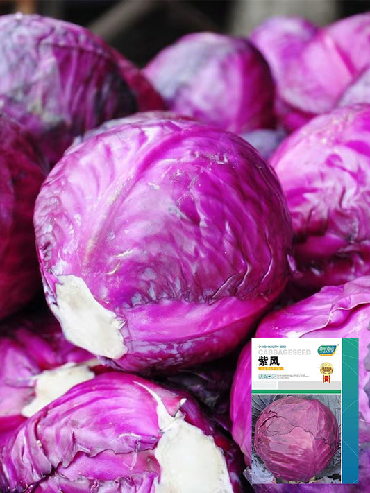 Zifeng Purple Cabbage