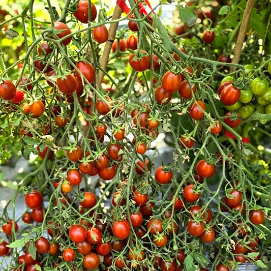 634 Stormin' Norman Multiflora Tomato