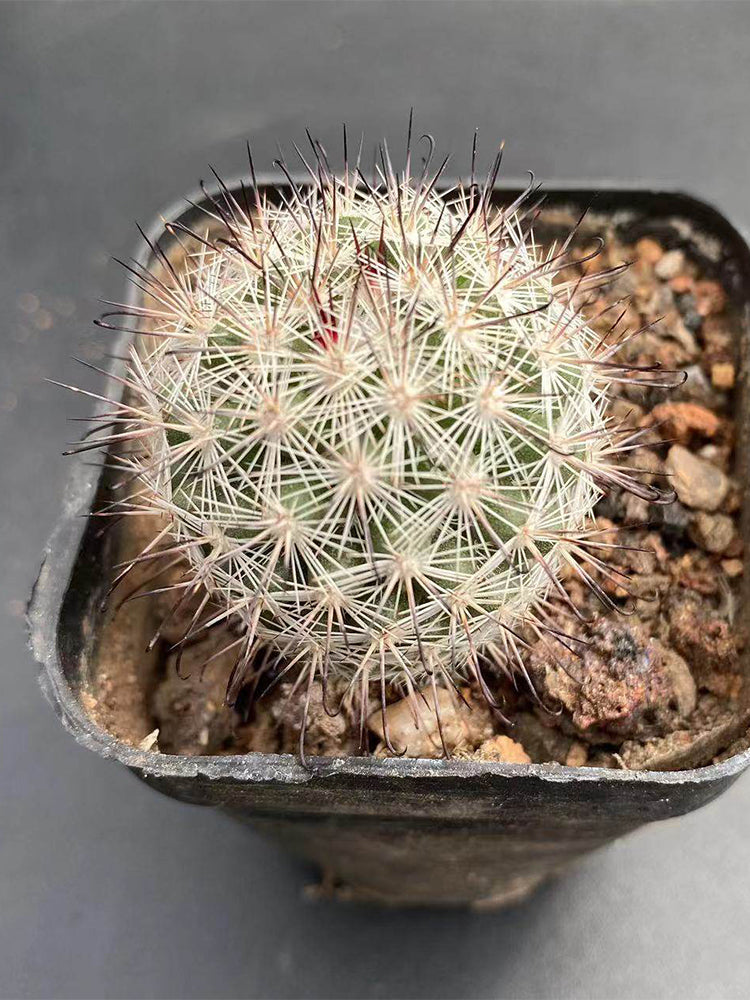 Mammillaria albicans