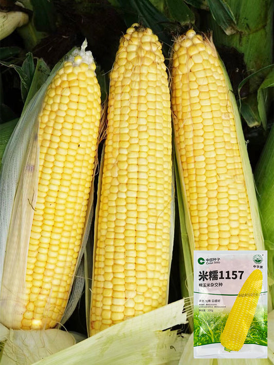 'Minuo 1157' F1 Yellow Waxy Corn