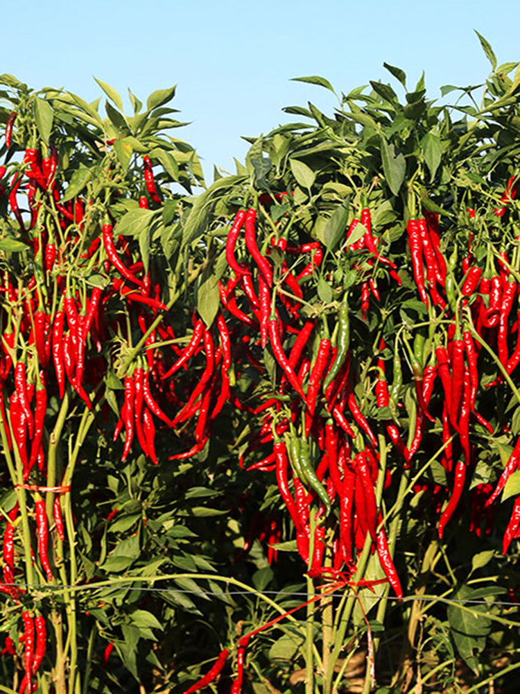 Chaodi Pepper