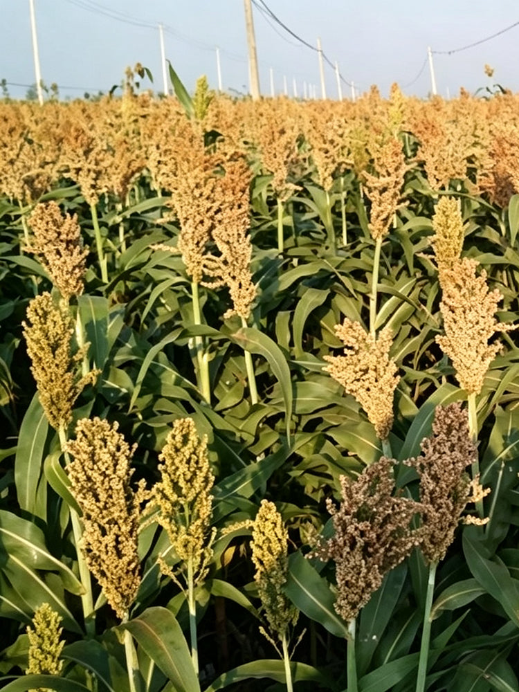 'Bainuo No.1' White Waxy Sorghum