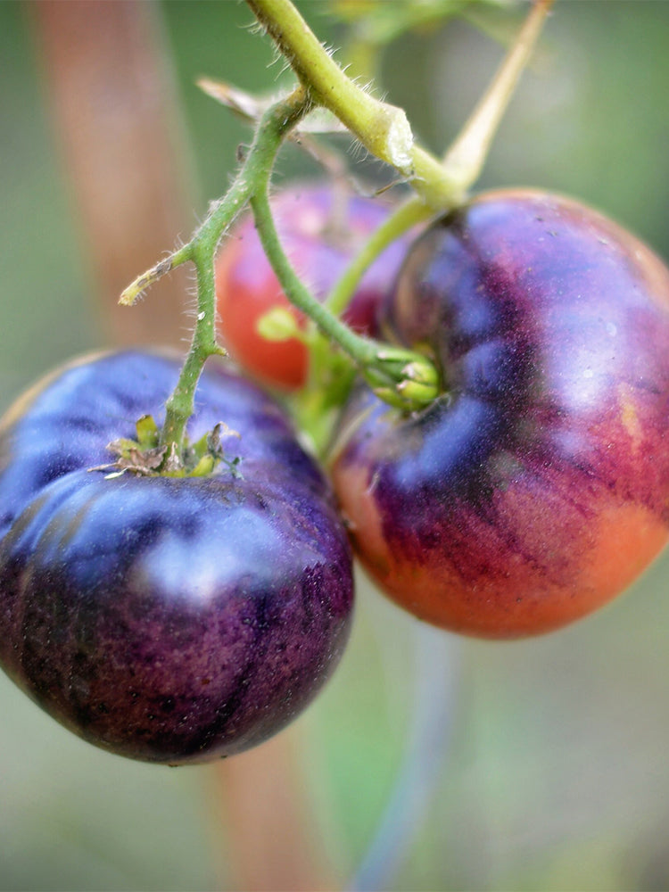 'Indigo Blue Beauty' Tomato