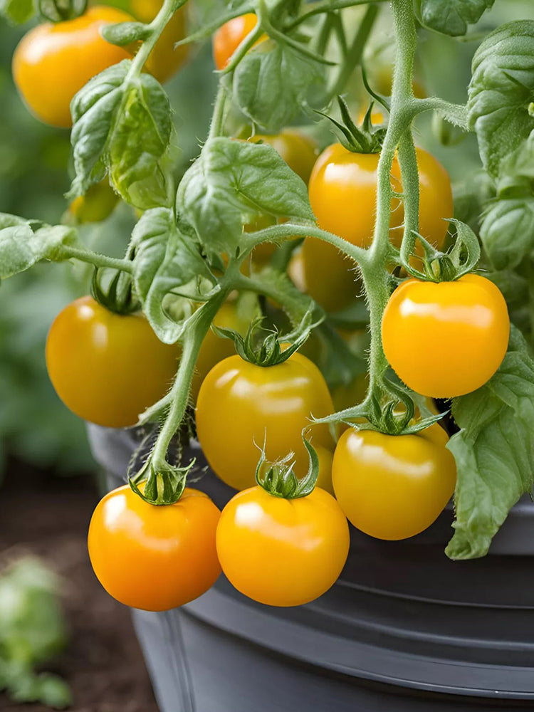 'Bunny Hop' Micro Dwarf Tomato