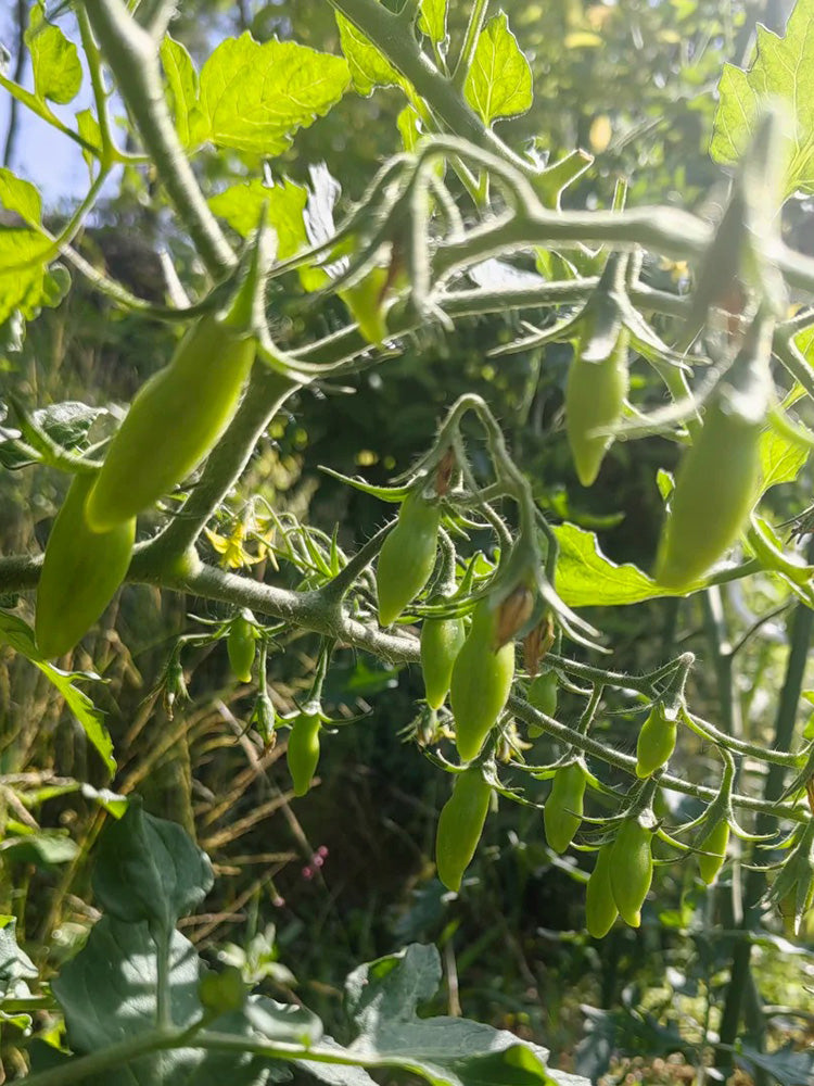 Sweet Bubble F5 Tomato