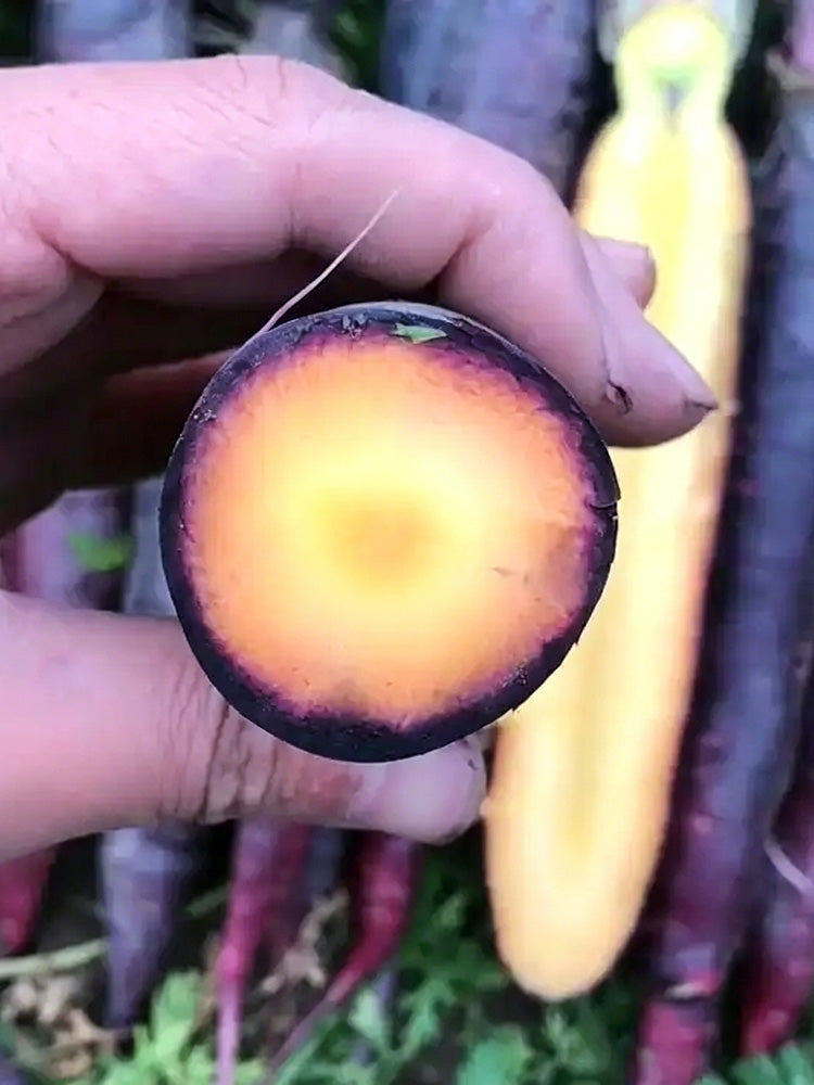 Purple Skin Yellow Flesh Carrot