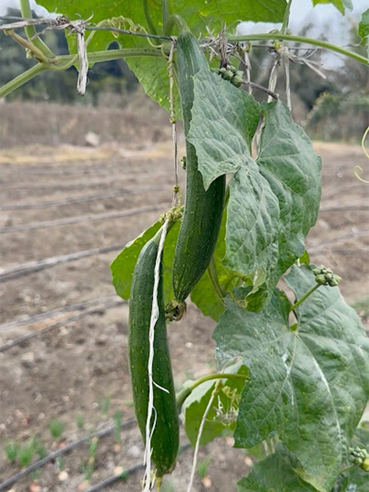 Thai Green Thumb Luffa