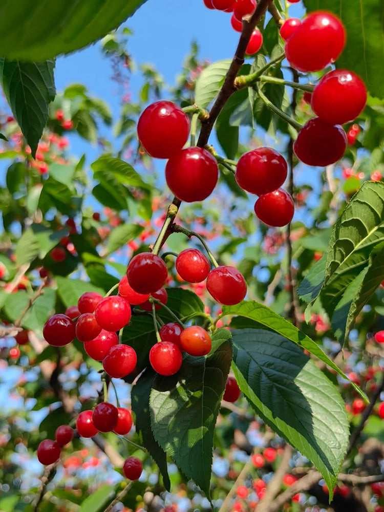 Wild Cherry Rootstock