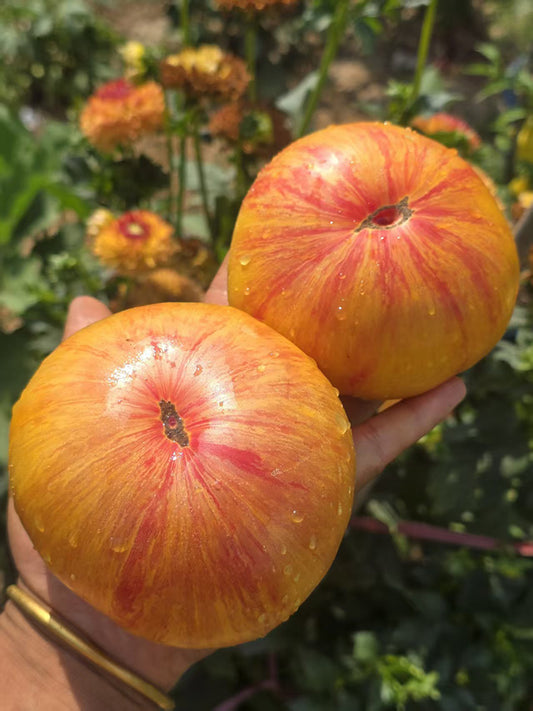 1108 Pineapple Stripe Tomato