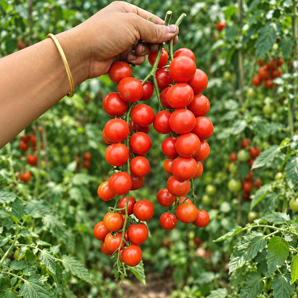 338 Minusinsk Red Cherry Tomato