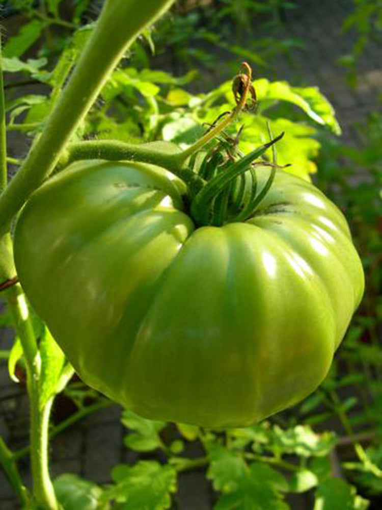 Green Steak Tomato