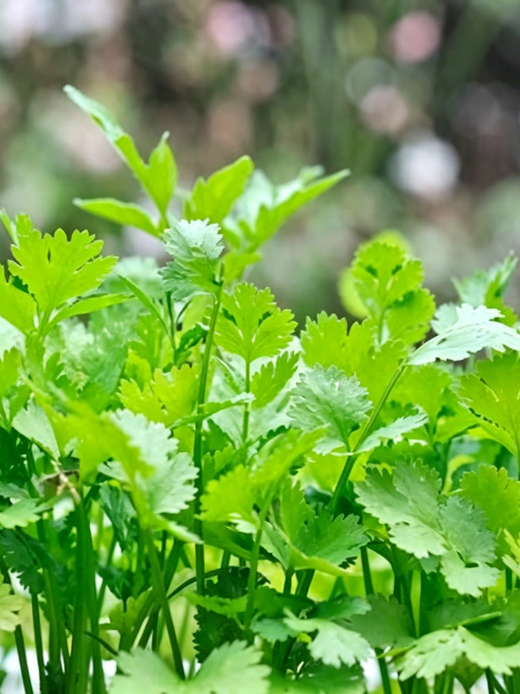Italian Chervil