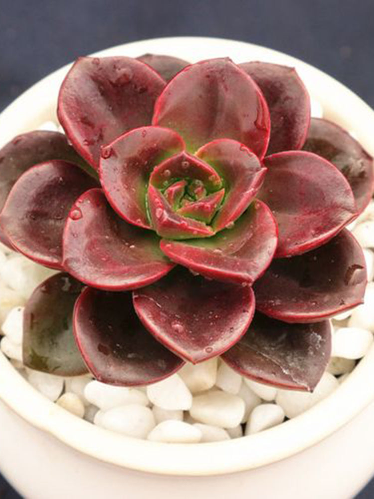 Echeveria 'Chocolate'