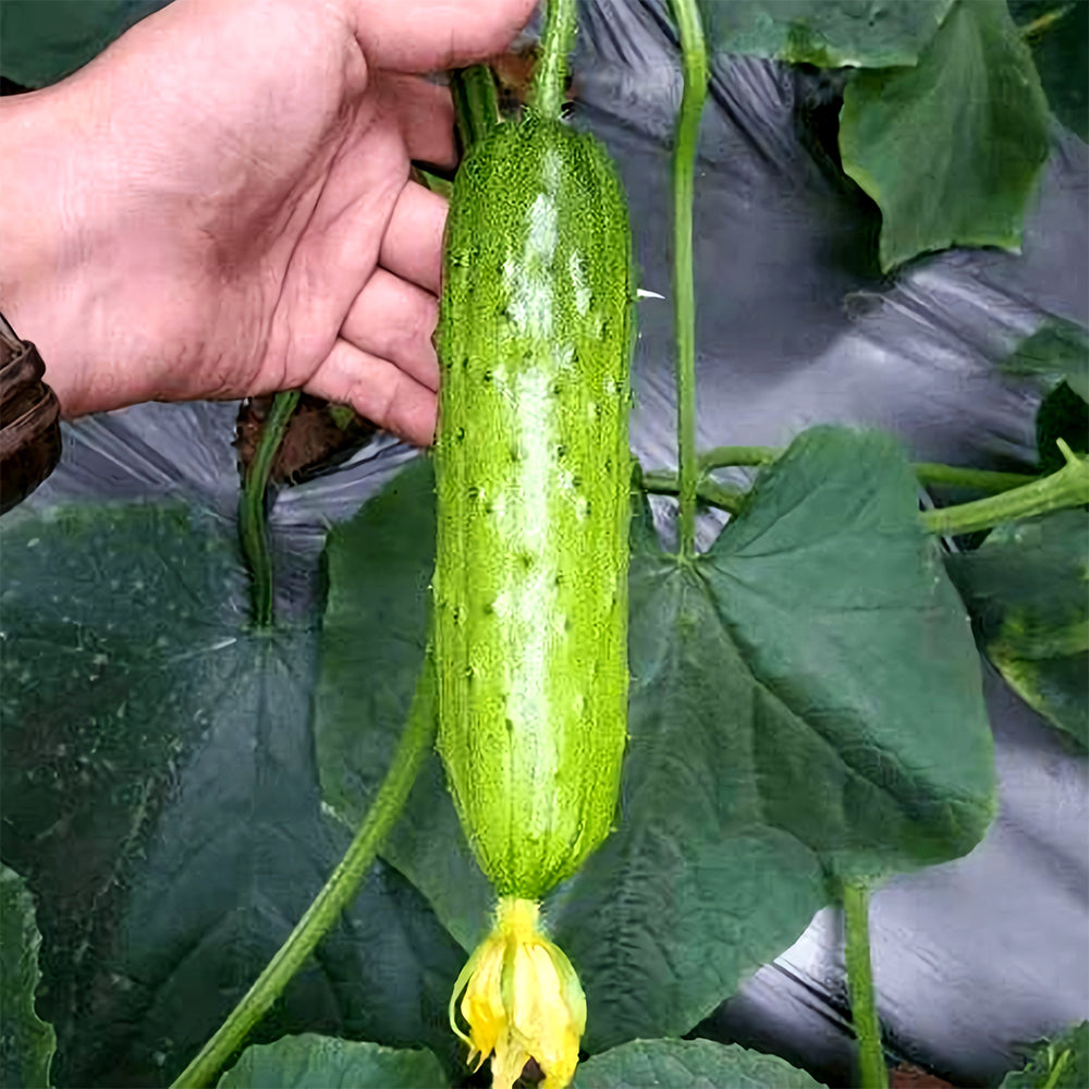 Crispy Sunshine: 5 Bags (60 Seeds/Bag) of Cucumbers Short Rod with Thorns
