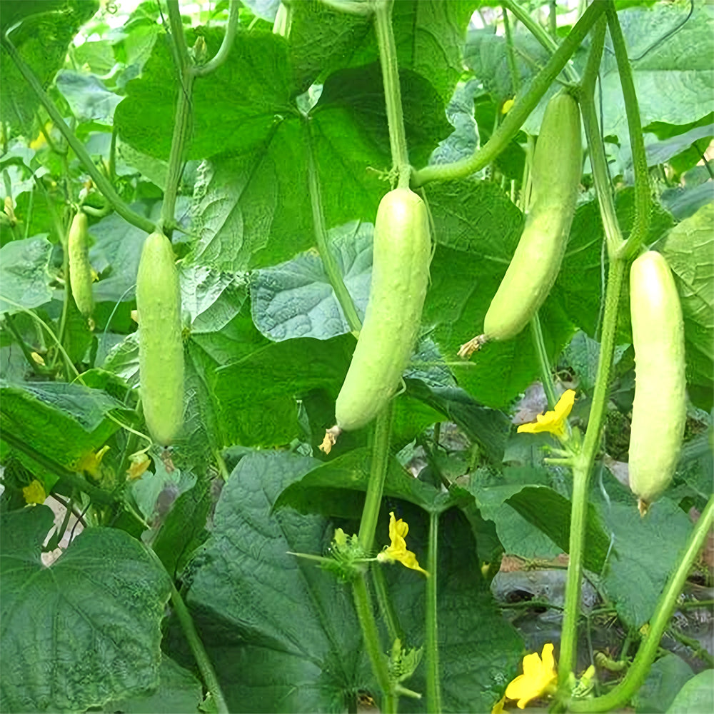 5 Bags (40 Seeds/Bag) of White Cucumber Seeds with Thorns