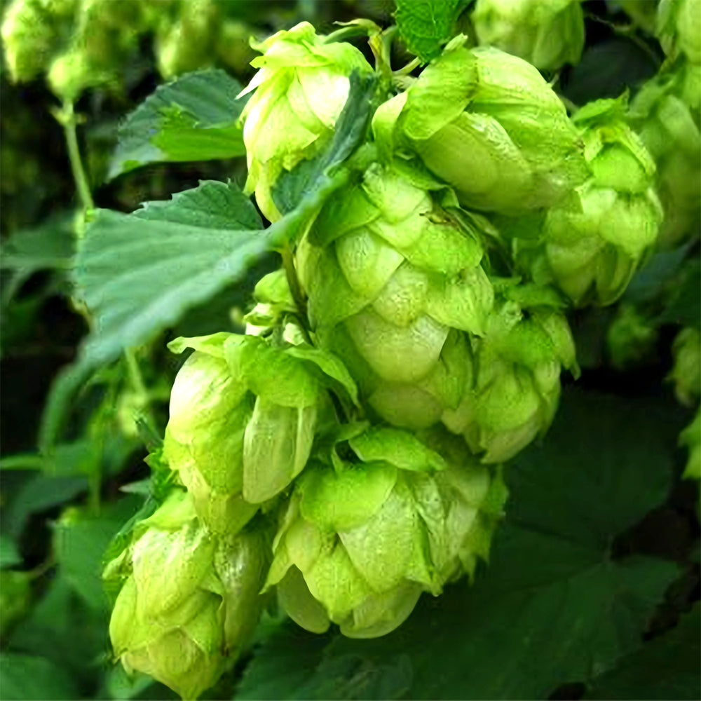Grow Your Own Hops: 10 Seeds of the Humulus lupulus Vine Plant
