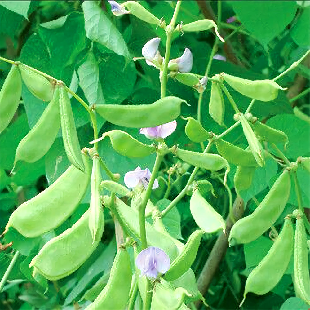 Refreshing Green Hues: 5 Bags (10 Seeds / Bag) of Hyacinth Bean