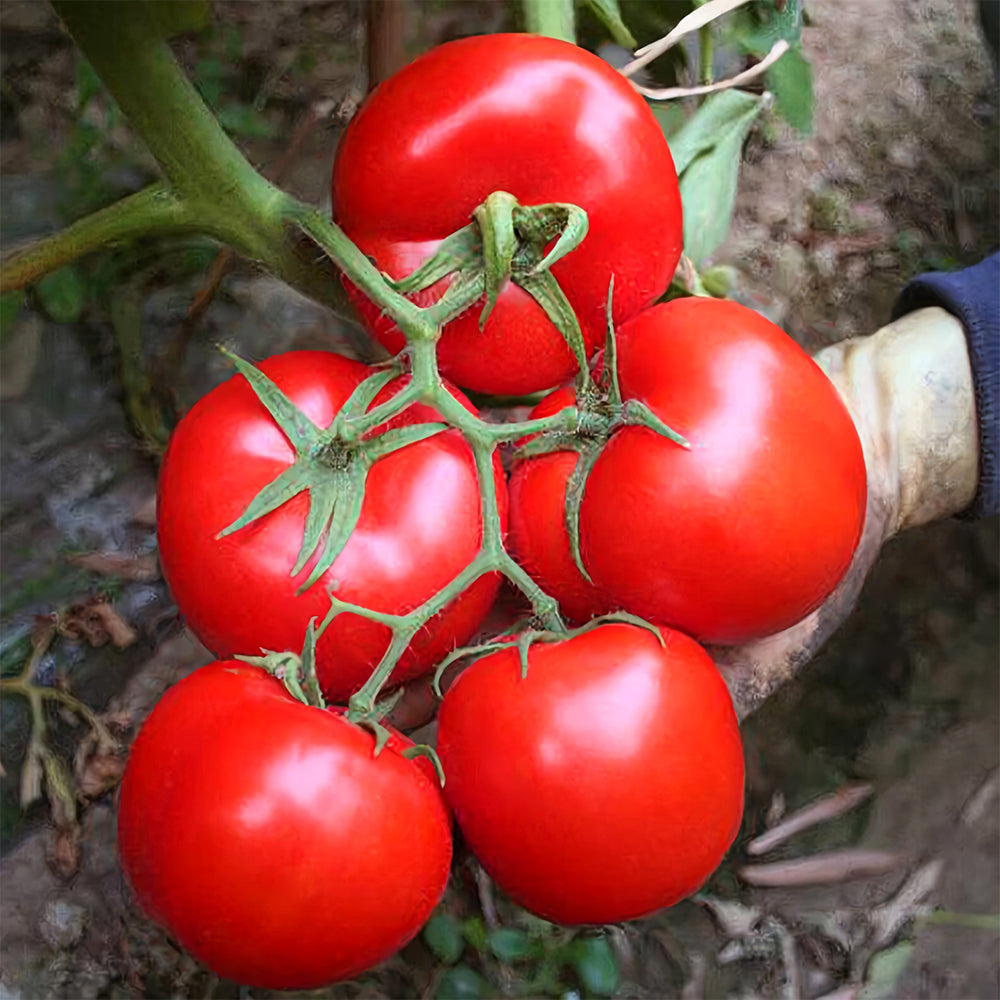 Harvest Brilliance: 5 Bags (200 Seeds / Bag) of 'China Veggies No.4' Tomatoes