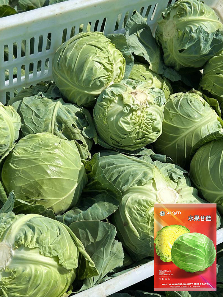 'Xingyou' Fruit Cabbage